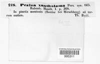 Podophacidium xanthomelum image